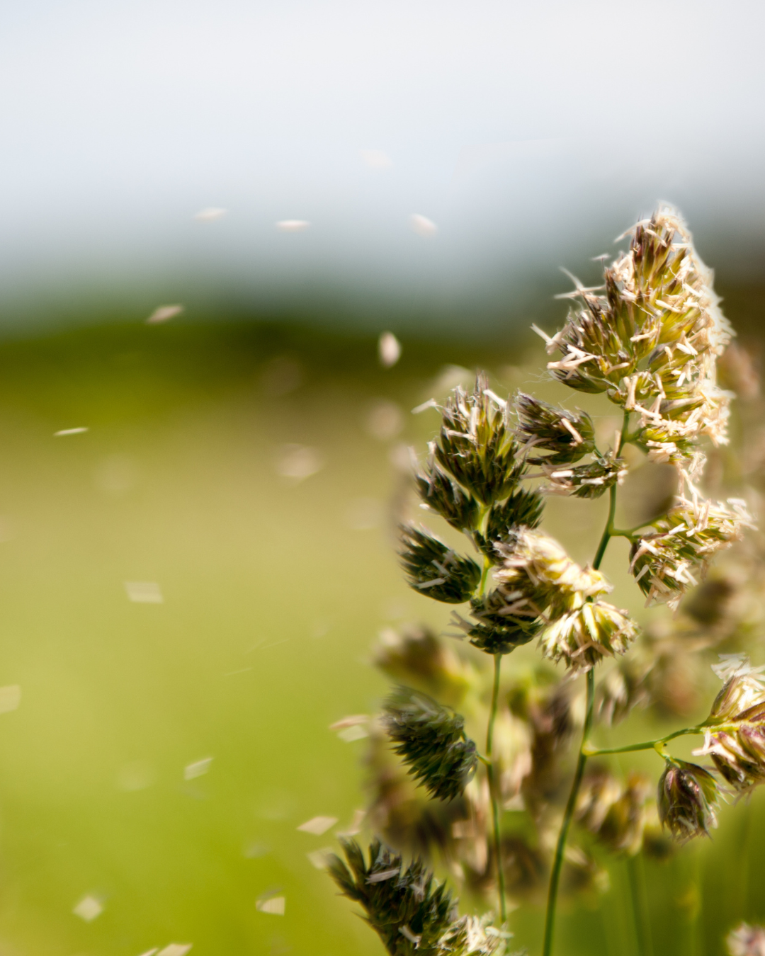 pollen causing allergies
